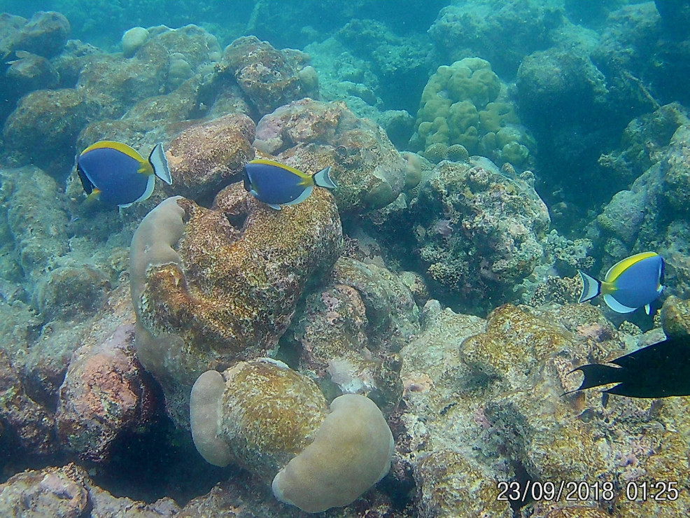 original IMG-20221011-WA0001